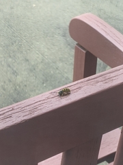 Vespula