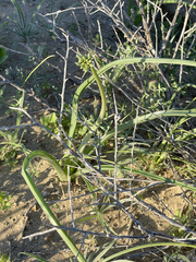 Triteleiopsis palmeri