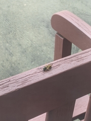 Vespula