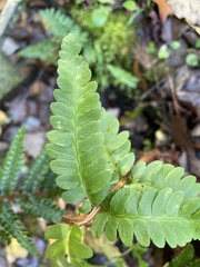 Polypodiopsida