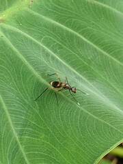 Taeniaptera trivittata