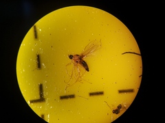 Elaphropeza ephippiata