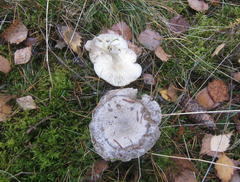 Tephroleuci