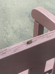 Vespula