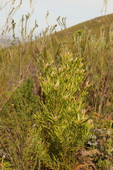 Leucadendron eucalyptifolium