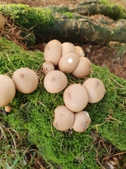 Apioperdon pyriforme