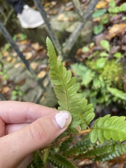 Polypodiopsida
