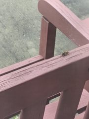 Vespula