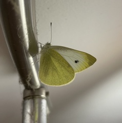 Pieris brassicae