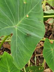 Taeniaptera trivittata