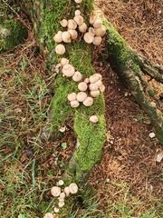 Apioperdon pyriforme