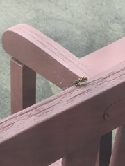 Vespula