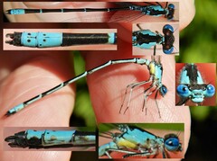 Chromagrion conditum