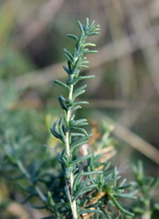 Caroxylon laricinum