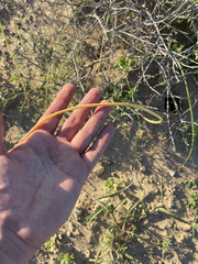 Triteleiopsis palmeri