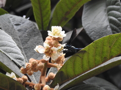 Macrocneme chrysitis