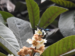 Macrocneme chrysitis