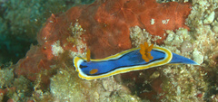 Chromodoris annae