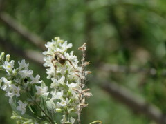 Diadasia