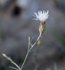Centaurea caprina