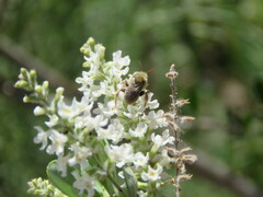 Diadasia