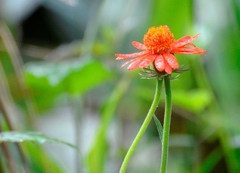 Pseudogynoxys chenopodioides