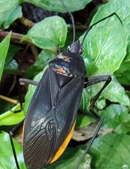 Deraeocoris punctulatus