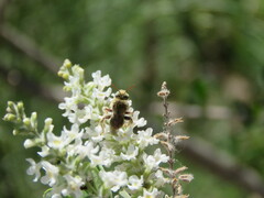 Diadasia