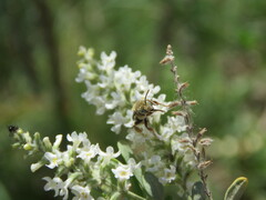 Diadasia