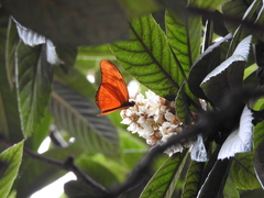 Dryas iulia moderata