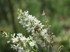 Diadasia