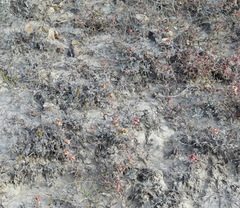 Pyankovia brachiata