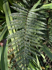 Polypodiopsida