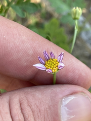 Coreocarpus parthenioides parthenioides