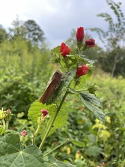 Schistocerca damnifica