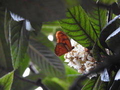 Dryas iulia moderata