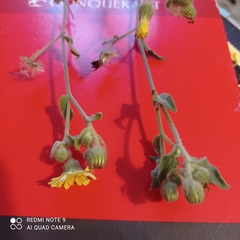 Andryala integrifolia