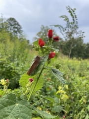 Schistocerca damnifica