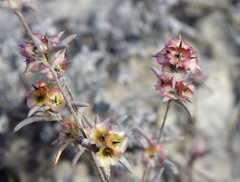 Pyankovia brachiata
