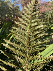 Polypodiopsida