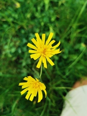 Hieracium maculatum