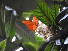 Dryas iulia moderata