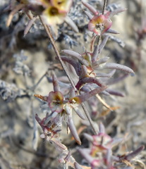 Pyankovia brachiata
