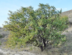 Pistacia atlantica mutica