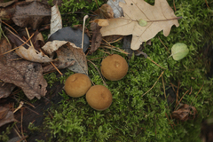 Apioperdon pyriforme