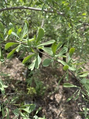 Gymnosporia glaucophylla