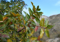 Pistacia atlantica mutica