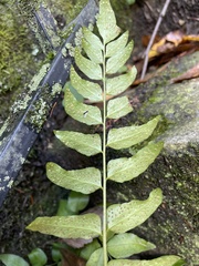 Cyrtomium