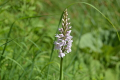 Dactylorhiza fuchsii