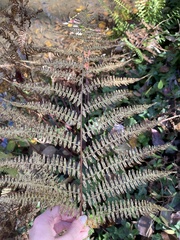 Athyrium filix-femina